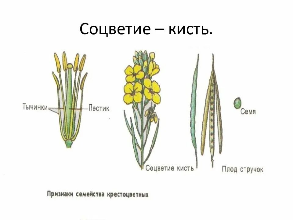 Крестоцветные кисть