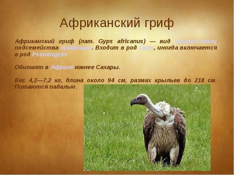 Гриф значение. Размах крыльев африканского грифа. птица гриф описание. сообщение о грифе. гриф птица вес.
