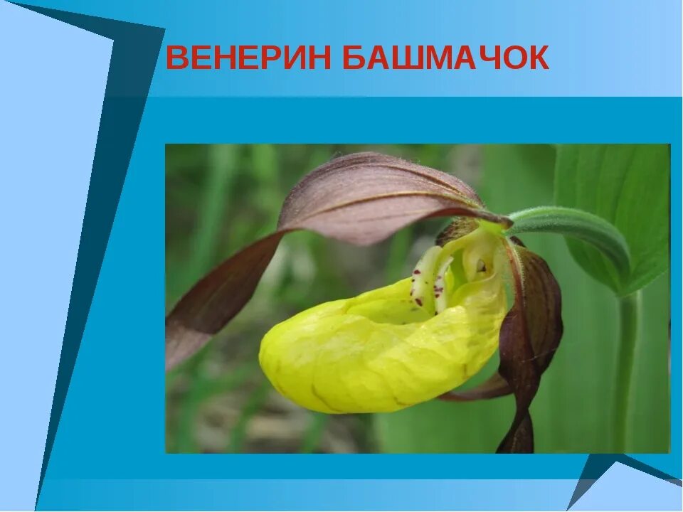 Несколько названий венерина башмачка