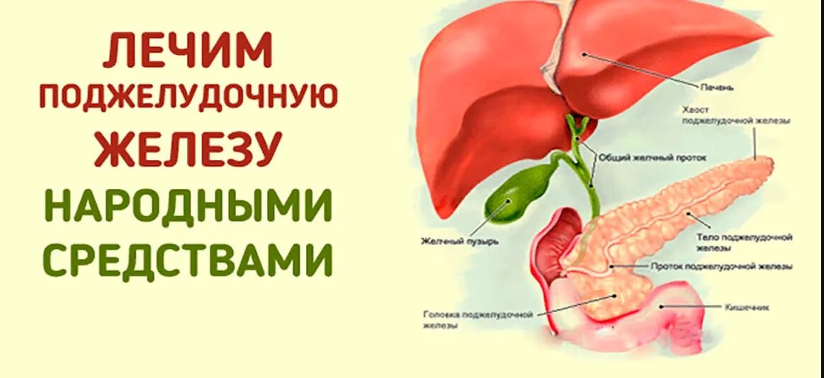 Где боли при поджелудочной железе. Поджелудочная железа человека. Поджелудочная железа лечение. Что лечит поджелудочную железу.