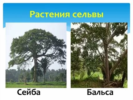 Сельва природная зона южной америки