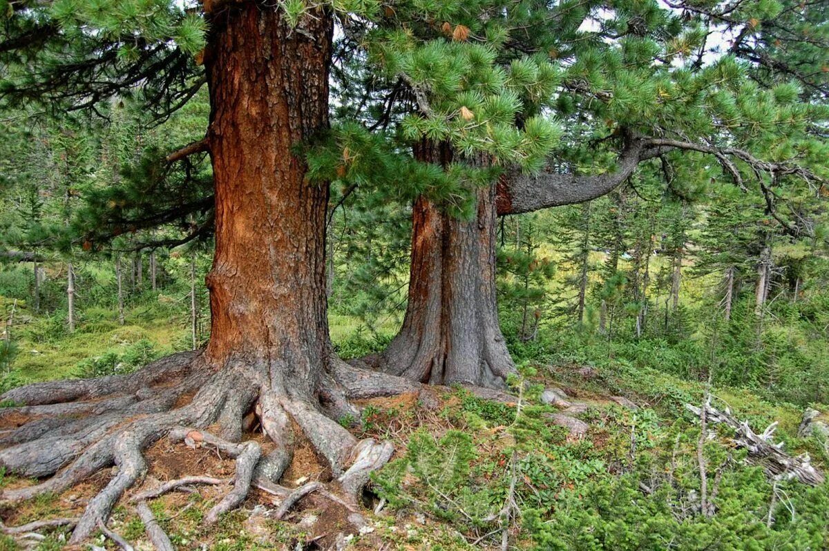 Какая земля в хвойном лесу. Алтайский кедр дерево. Кедр Сибирский Pinus sibirica. Вековая сосна Белокуриха. Реликтовый кедр Алтай.