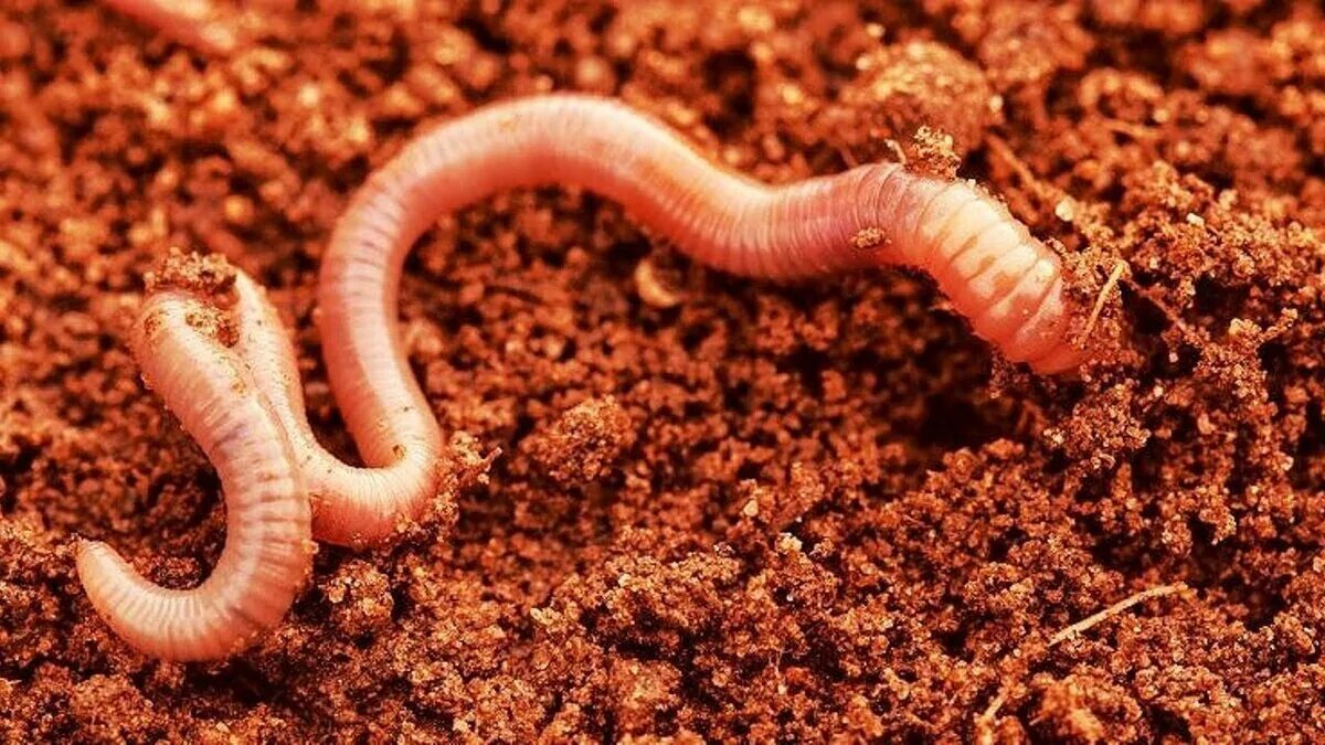 Черви весной. Малощетинковые черви (дождевой червь). Почвенные Малощетинковые черви. Малощетинковые черви трубочник.