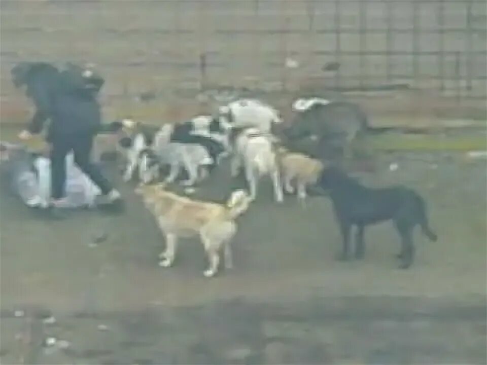 Дзен видео питомник собак. Крым собачие питомники. питомник собак в крыму последние видео 2025 года. питомник собак ставрополь. собачий питомник в краснокамске.
