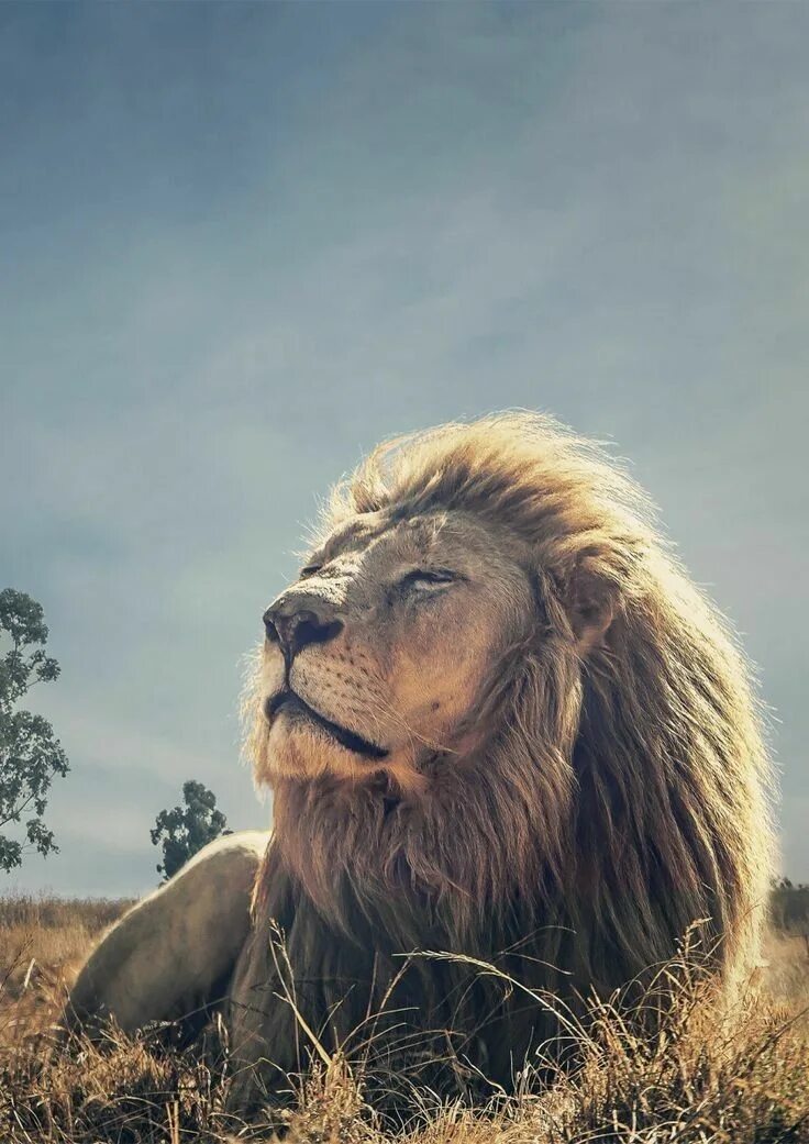 Лев вертикальное фото Épinglé par Hendie Purwiliarto sur Phone Backgrounds 04 Photographie de lion, Ph