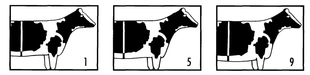 Оценка Быков-производителей мясных пород.. Фартук для быка-производителя.