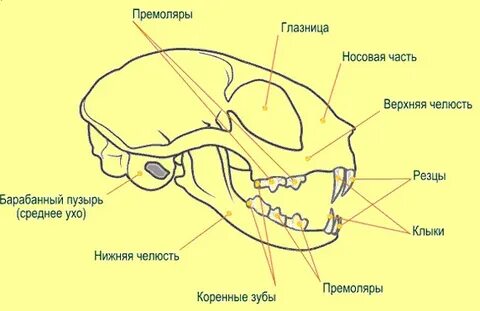 Барабанный пузырь