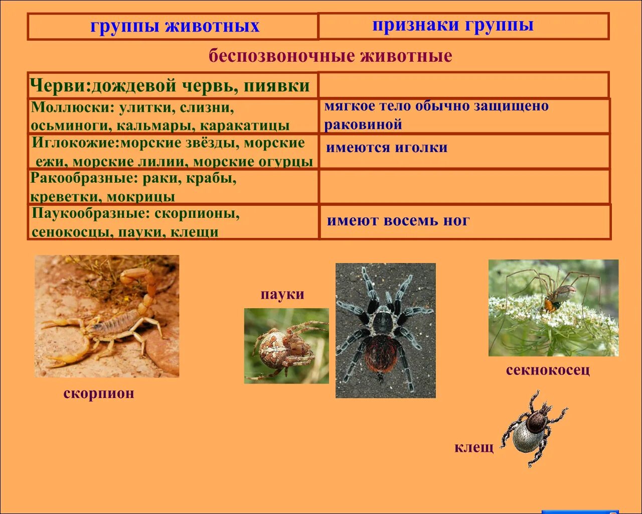 Таблица групп животных 3 класс. Беспозвоночные животные группы. Основные группы беспозвоночных животных. Беспозвоночные насекомые. Типы и классы беспозвоночных.