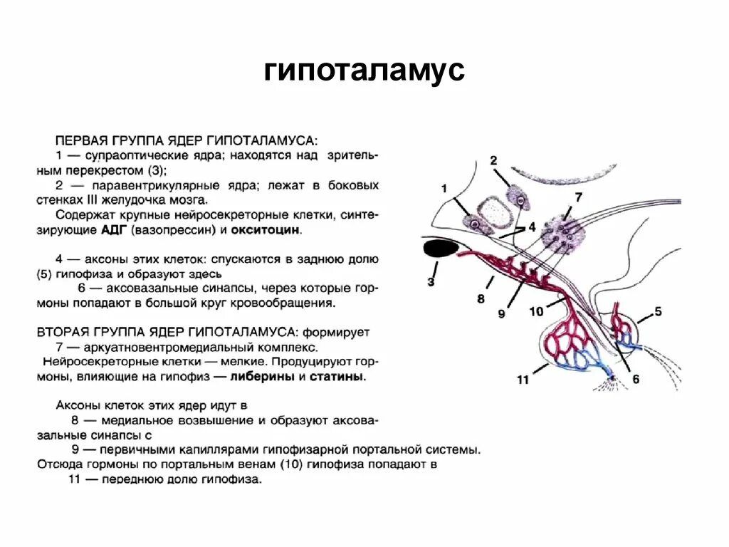 Гипоталамус строение и функции. Ядра гипоталамуса физиология. гипоталамус гистология препарат. схема расположения ядер гипоталамуса. нейросекреторные клетки гипоталамуса схема.