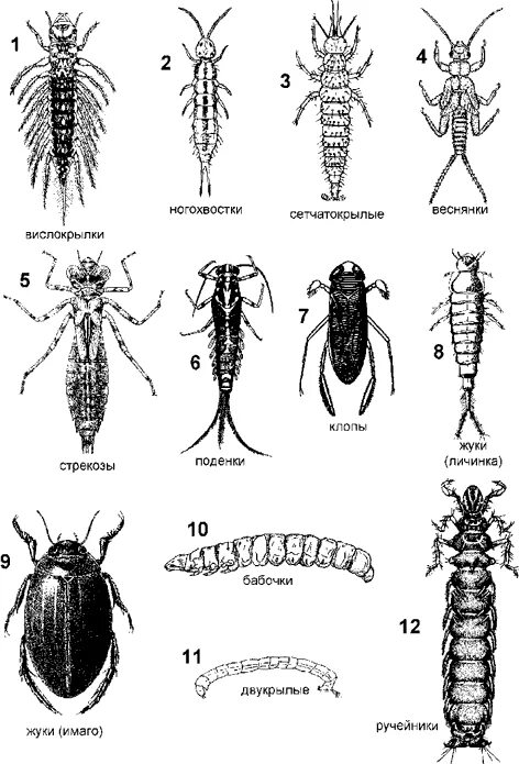 Личинки насекомых описание. Червеобразные личинки насекомых. Типы личинок насекомых по отрядам. Имагообразные личинки насекомых. Камподеовидные личинки насекомых.