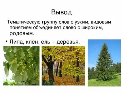 Группа слов называющих растения