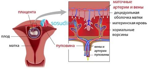 Сосуды зародыша