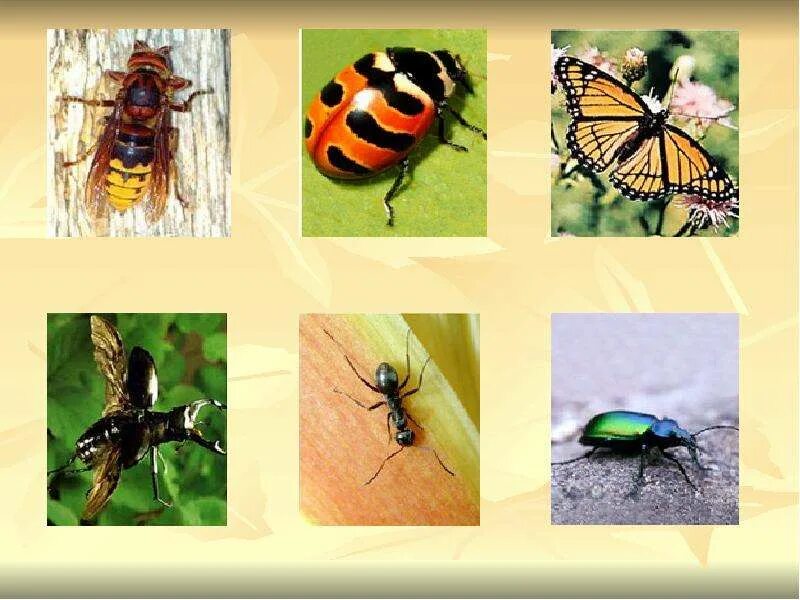 Окружающий мир 2 класс тема животные. Окружающий мир животные. Рассказ о диких животных. Дикие и домашние животные презентация. Животные для презентации.