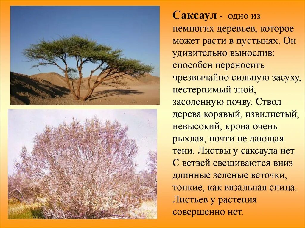 Саксаул растение пустыни. Саксаул краткое описание. Растения зоны пустынь саксаул. Саксаул растение описание. Акация в какой природной зоне