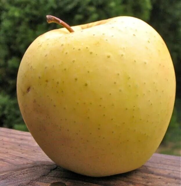 Сорт яблони золотой. Яблоня Голден Делишес. Голден Делишес сорта яблони. Сорт яблок Голден Делишес. Голден Грин яблоки.