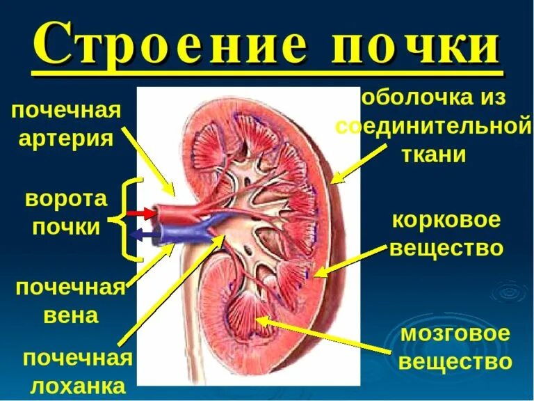 Пиелонефрит почек у детей. Почечная лоханка почечная Вена почечная артерия. Строение почки пиелонефрит. Почки анатомия человека пиелонефрит. Оболочки почки анатомия.