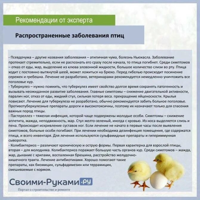 Куры после антибиотиков. Болезни у индюшат симптомы. Профилактика болезней индюшат.