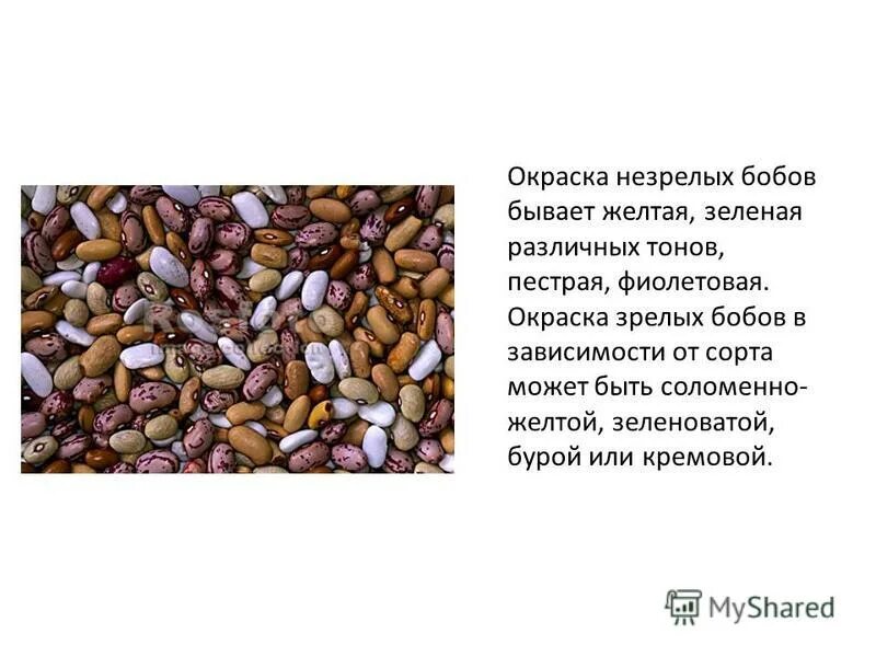 значение зернобобовых культур