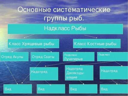 Классы хрящевых рыб таблица