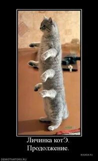 Личинка коте