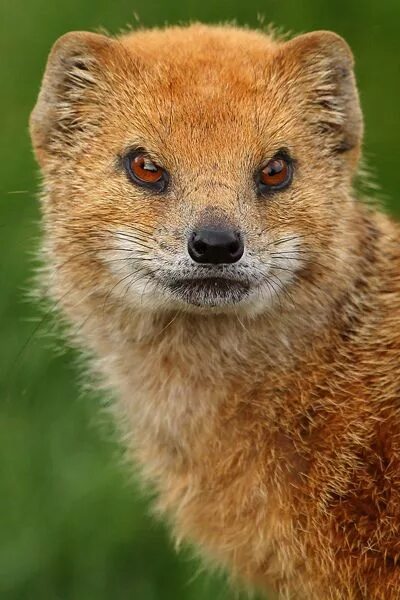 Как выглядит мангуст в реальной жизни Pin by Nasi on Природа Mongoose animal, Cute animals, Animals