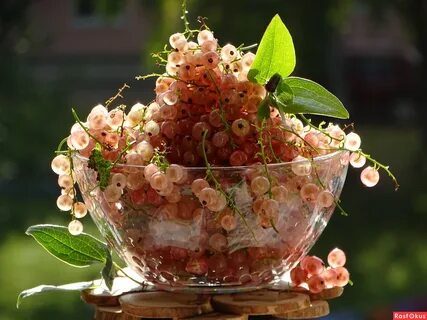 Розовая смородина