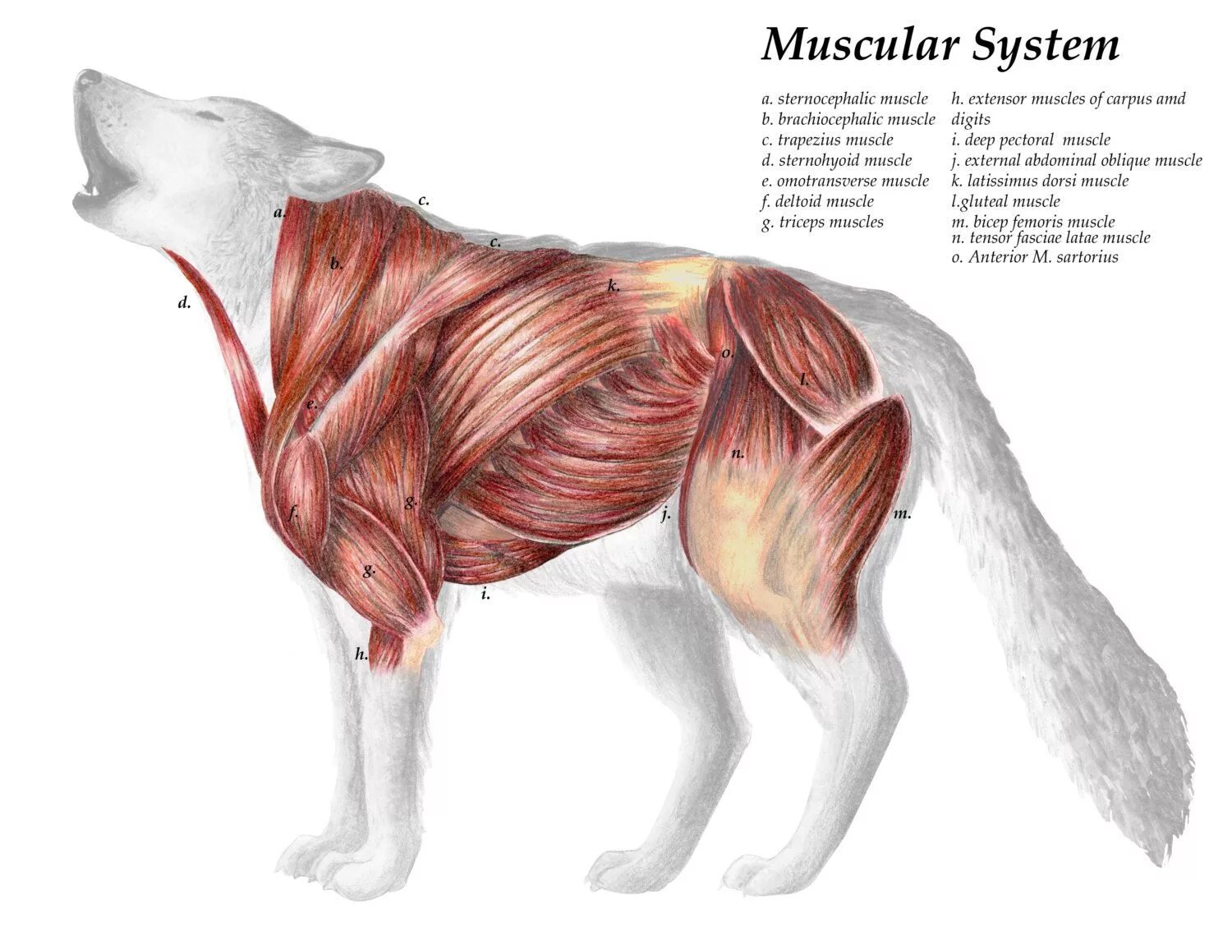 Мускулатура млекопитающих. Мышечное строение волка. Мышечная анатомия собаки. Анатомия собаки мышечная система. Мышцы собаки анатомия.