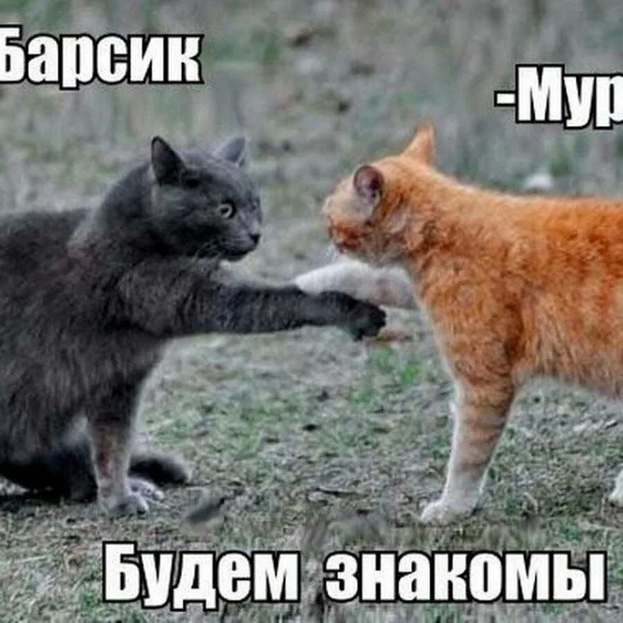 Смешные объявления. Знакомый оторвать. Знакомый оторвать. Знакомый оторвать. Знакомый оторвать.