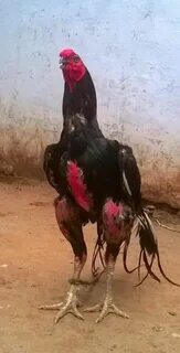 Hd porno jinsiy aloqa rus