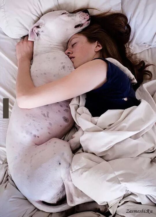 Кормил собак сонник. Собака в кровати с хозяином. Девушка с собакой в кровати.