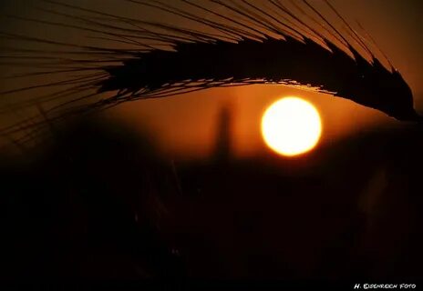 Sun eyes