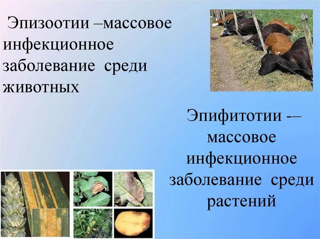 Массовое распространение инфекционного заболевания растений. Эпидемия эпизоотия эпифитотия. эпидемии эпизоотии эпифитотии обж. массовые заболевания животных.