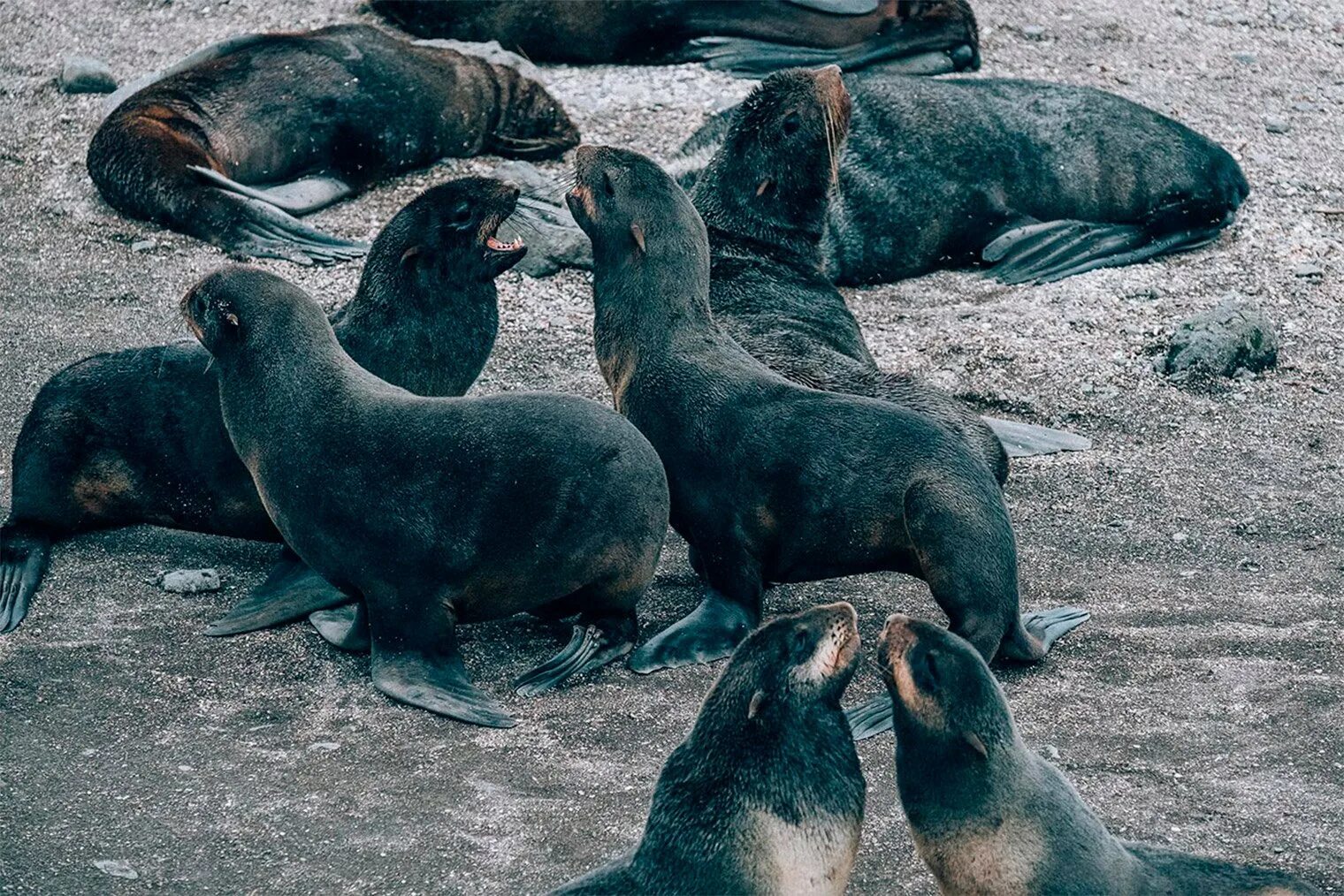 Сивуч командорские острова. Командорские острова морские котики. Командорские острова лежбища. Тюлени в лежбище на острове врангеля. Лежбища морских котиков заповедник.