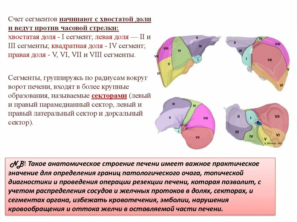 Сегменты кратко. Доли и сегменты печени. Ctuvftyns печени. Печень по долям и сегментам.