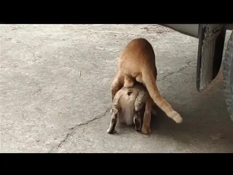 Mating type. Dog mating cat. dog mating. cat mating.