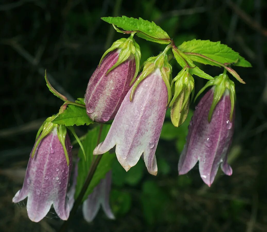 Campanula takesimana. Лесной колокольчик цветок. Бордовый Лесной колокольчик. Колокольчик Дальневосточный.