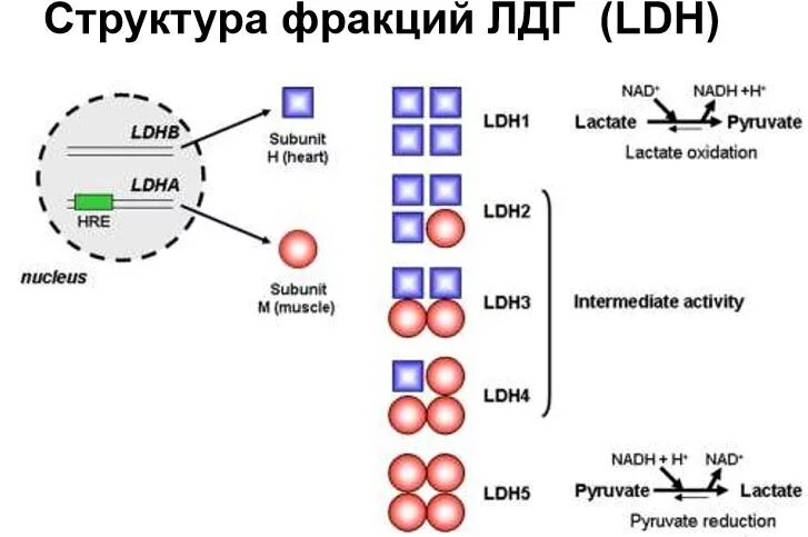 Фермент лдг. Лактатдегидрогеназа структура. Строение лактатдегидрогеназы. ЛДГ строение. Строение фермента лактатдегидрогеназы.
