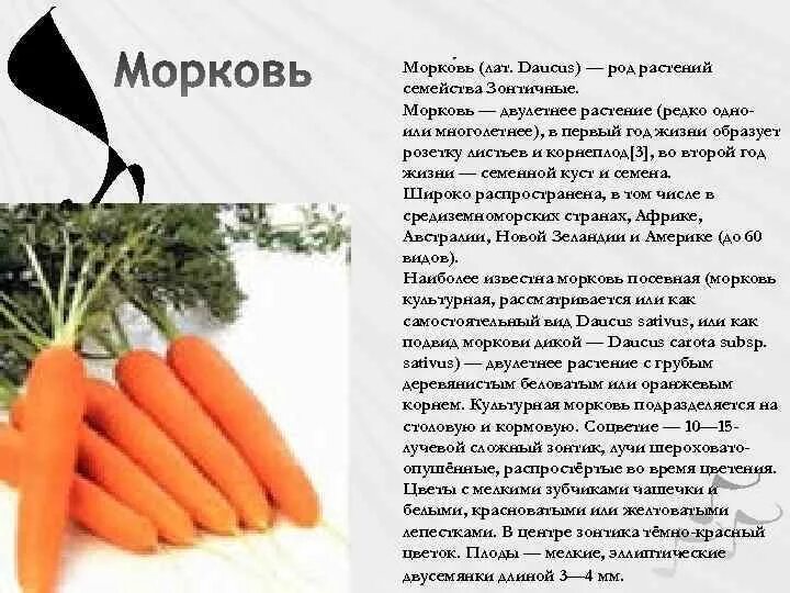 Морковь однолетнее или двулетнее растение. Морковь Нантская двулетнее растение. Морковь однолетние двулетние многолетние. Морковь однолетнее или многолетнее растение.