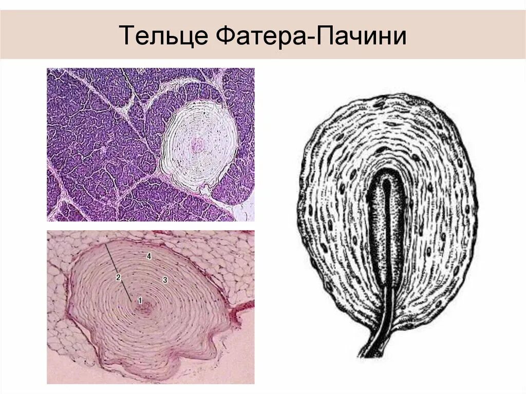 Тельца фатера Пачини гистология. Тельца фатера Пачини препарат. Пластинчатые тельца фатер-Пачини. Пластинчатые тельца фатера-Пачини препарат. Тельца фатера