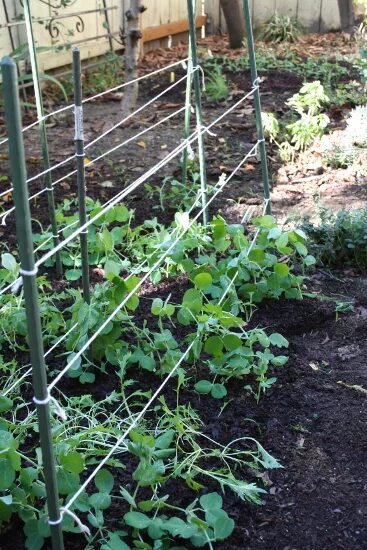 Как подвязывать горох в открытом грунте фото Homemade pea supports. ...#homemade #pea #supports #wwwlavender