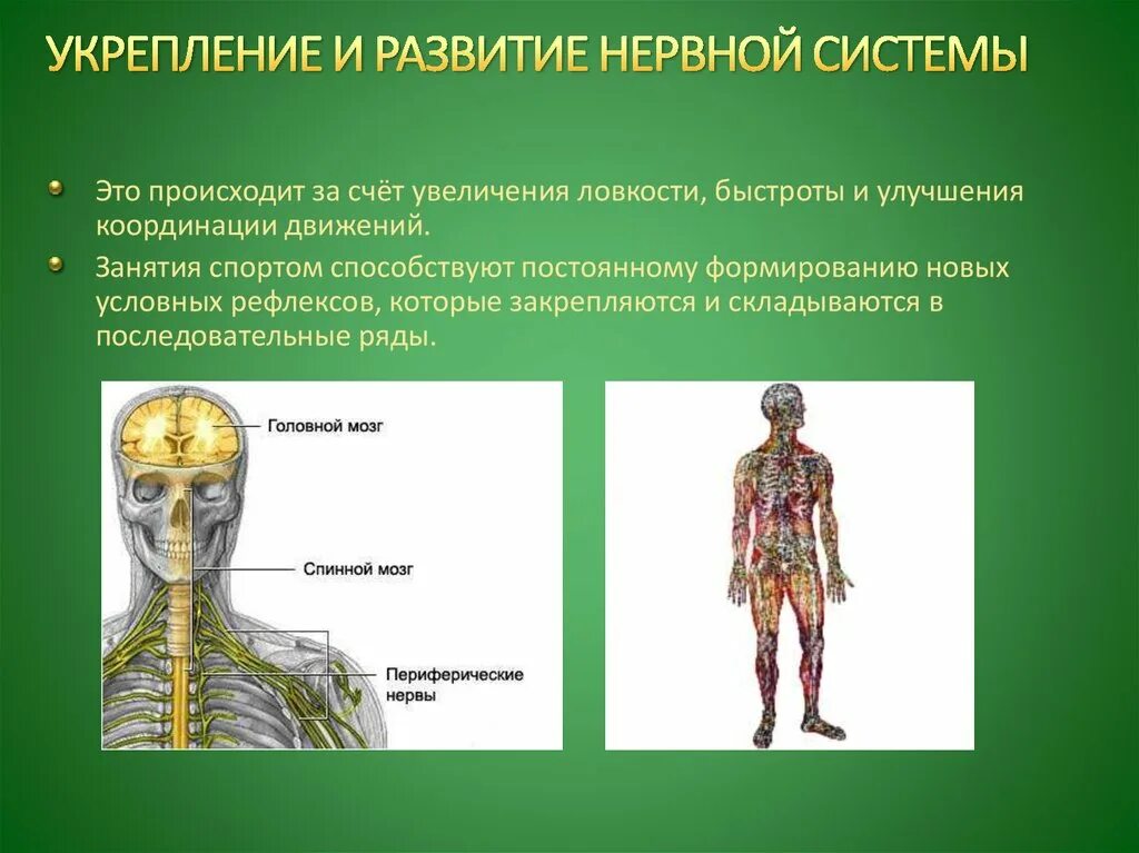 Нервные действия. Нервная система. Влияние спорта на нервную систему. Укрепление нервной системы. Влияние физических упражнений на нервную систему.