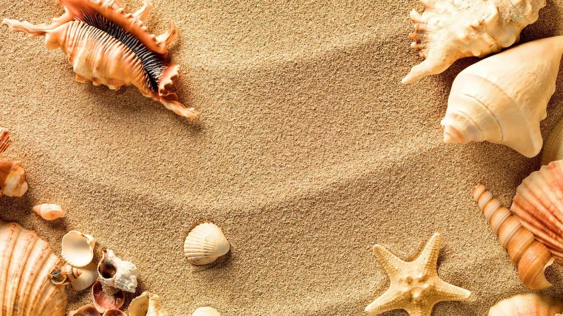 Ракушки на песке. Морская ракушка витязево. Анадара моллюск. Ракушка моллюска двустворчатого. Морская жемчужница моллюск.