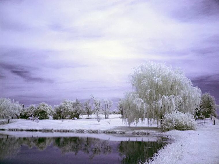Pin by Kali Hawk on Stunning Photography Winter trees, Nature, Scenery