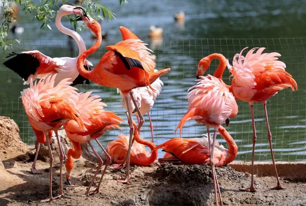 Фламинго в зоопарке москвы. Московский зоопарк фламинго. Зоопарк розовое. Птенцы фламинго в московском зоопарке. Розовый фламинго в зоопарке в москве.