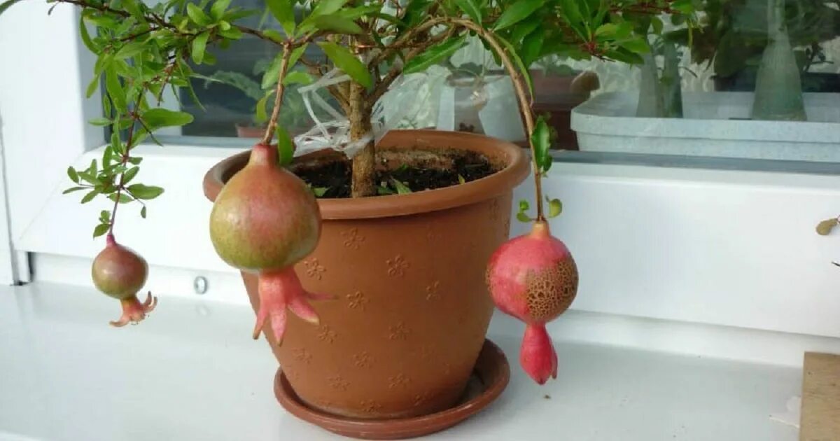 Гранат усаженный колючками. Плодоносящий гранат из косточки. Комнатный гранат акдона. Гранат карфаген. Гранат в горшке.
