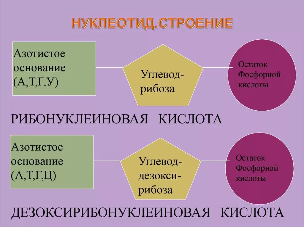 Какие из нуклеотидов входят в состав днк. Строение нуклеотида ДНК И РНК. Схема строения нуклеотида ДНК И РНК. Строение нуклеотидов Инк. Строение нуклеотидов т-РНК.