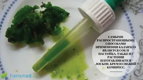Рецепт каланхоэ настойки