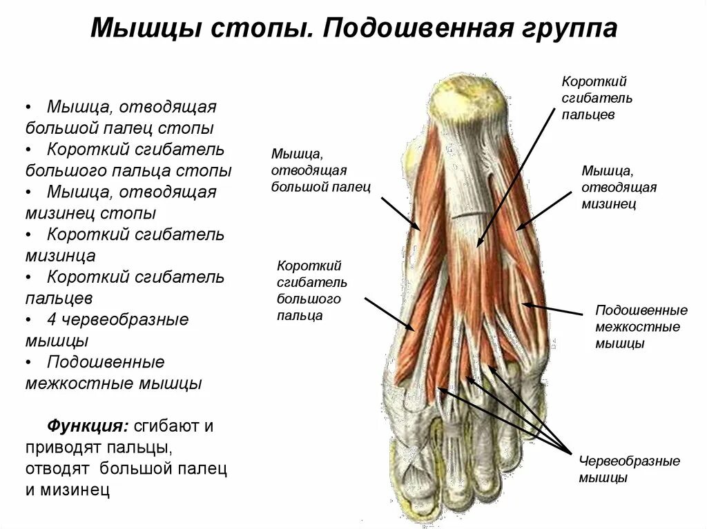 Работа мышцы стопы. Медиальная группа мышц подошвы. мышцы стопы функции. мышцы подошвы стопы анатомия. мышцы стопы анатомия вид сбоку.