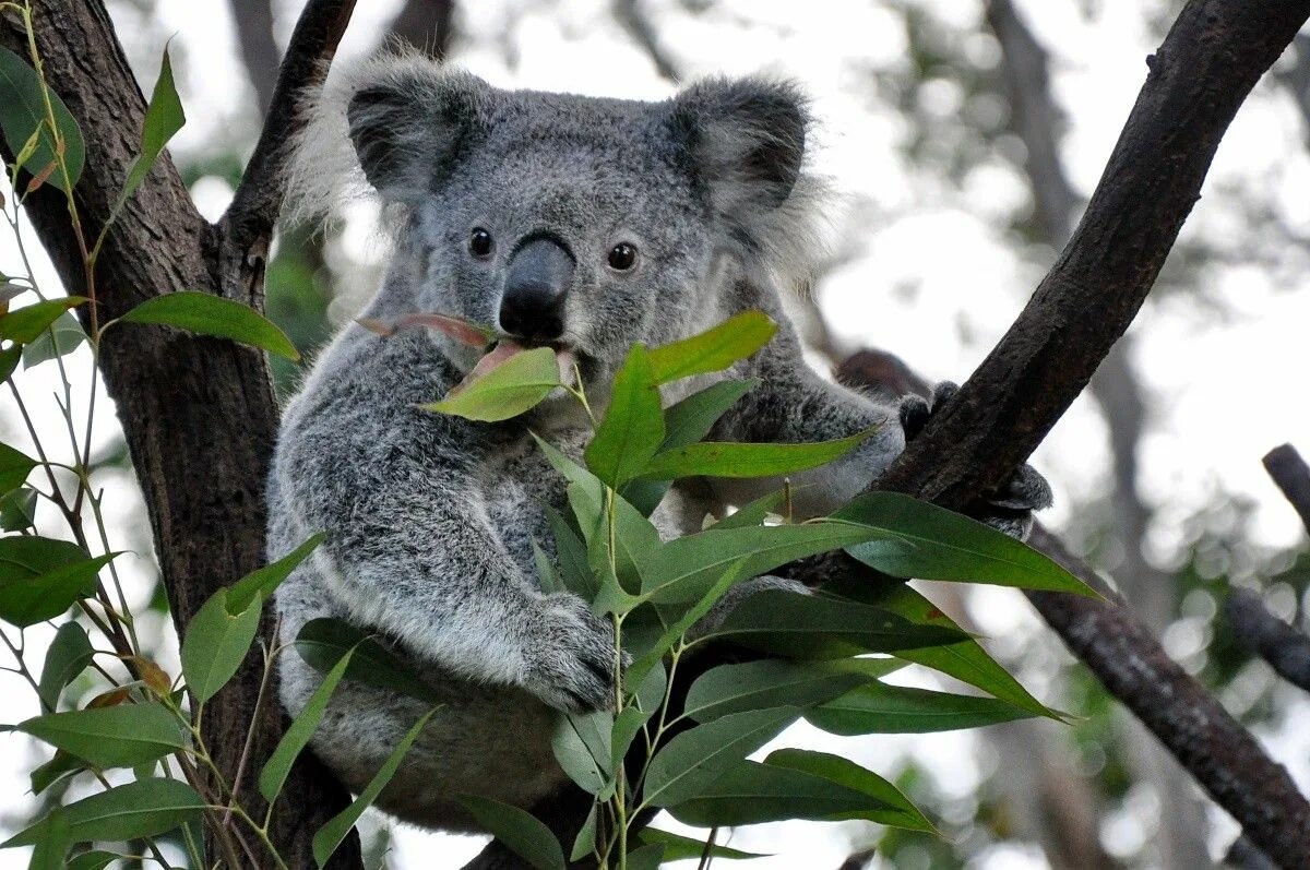 В австралии живут медведи. Коала сумчатое. Сумчатый медведь коала Австралия. Эвкалипт в Австралии с коалой. Коала эвкалиптовый мишка.