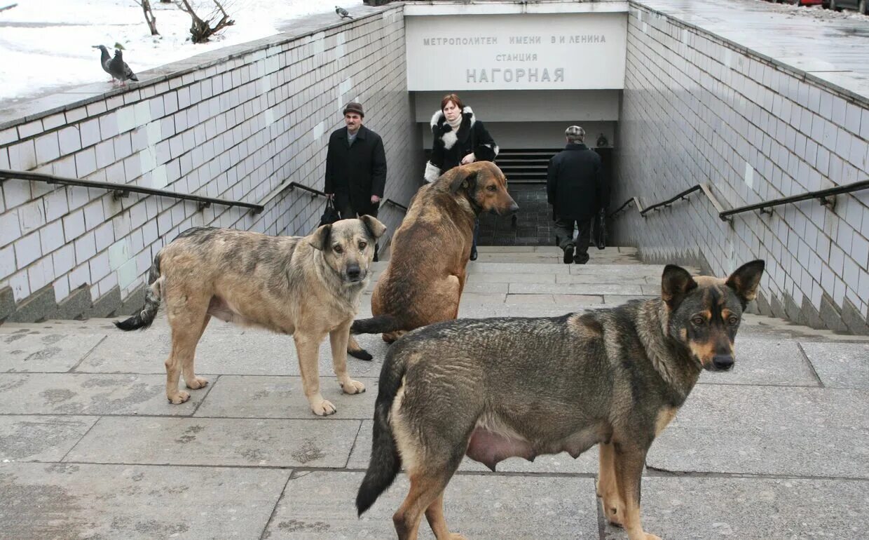 Где в москве можно с собаками. Бездомные собаки. Бродячие собаки. Бродячие собаки в Москве. Уличные собаки.